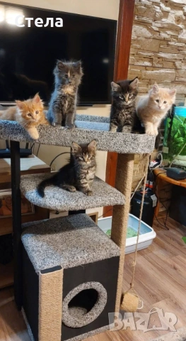 Предлагаме котенца Мейн Куун 