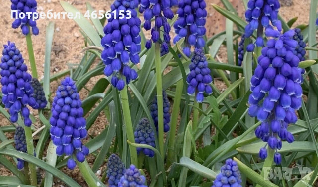 ЛУКОВИЦИ - ЛАЛЕТА , ЕСЕНЕН ЖЪЛТ МИНЗУХАР и  МУСКАРИ, снимка 7 - Сортови семена и луковици - 53841580
