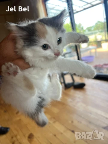 Ангорско Коте с Хигиенни Навици и Доставка до Вашия Град, снимка 6 - Ангорски - 49781355