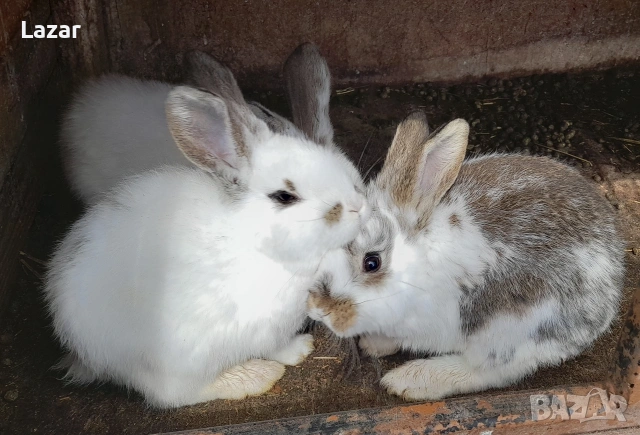 Продавам зайчета, снимка 2 - Други - 53970552