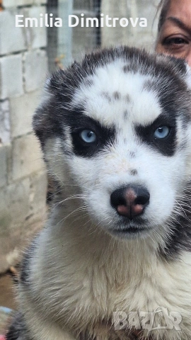 продавам Сибирски Хъскита и Аляски маламут на 3 месеца , снимка 5 - Хъски - 54155141