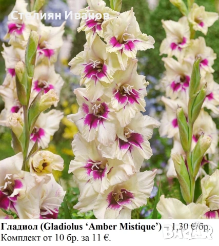 ВИСОКИ ГЛАДИОЛИ - РАЗЛИЧНИ СОРТОВЕ (ГРУДКИ)