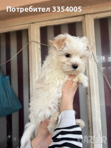 Йорки голд дъст мъжко , снимка 3 - Йоркширски териер - 53974902
