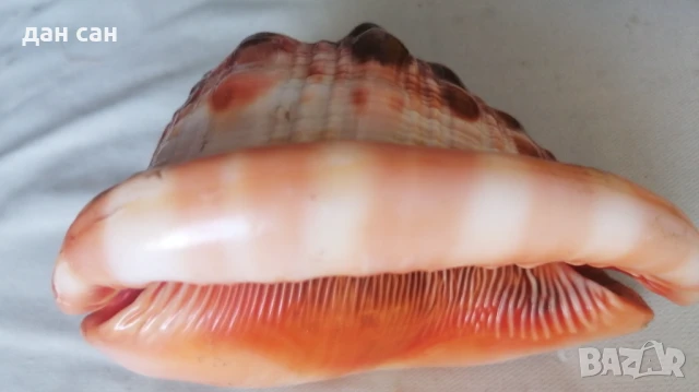 Индийски Океан голяма раковина рядкост , снимка 5 - Статуетки - 50531021
