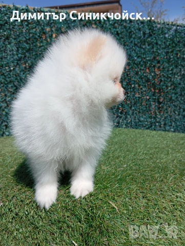 померан , снимка 3 - Померан - 54224690