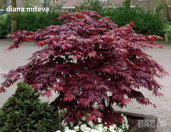 Продава се Японски Клен, Аcer palmatum Аtropurpureum, снимка 1 - Градински цветя и растения - 45026729