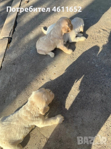 кокерчета, снимка 4 - Шпаньоли - 52281572