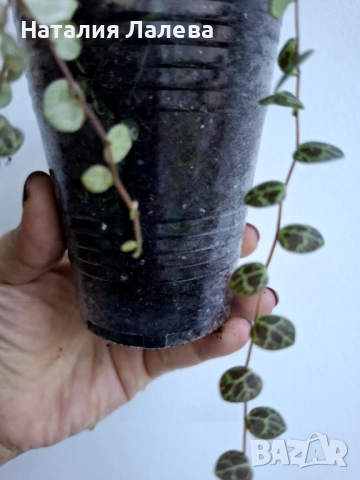 Пеперомия, peperomia prostrata, снимка 2 - Стайни растения - 52970761