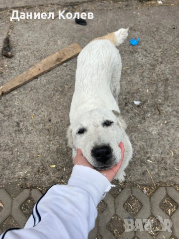Продавам женски алабай, снимка 5 - Алабай - 54001463