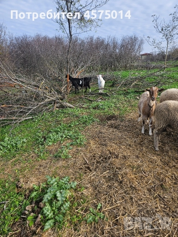 Кози , снимка 6 - Кози - 52624456