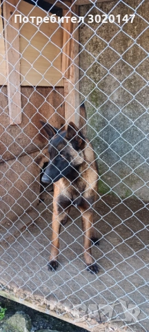 Белгийска овчарка , снимка 4 - Белгийска овчарка - 53969574