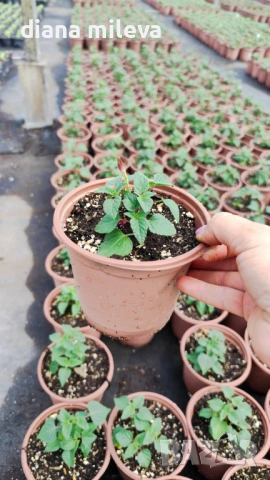 Салвия Червен Роман, Salvia Roman Red или по-известна като Градински чай!!, снимка 5 - Градински цветя и растения - 54161532