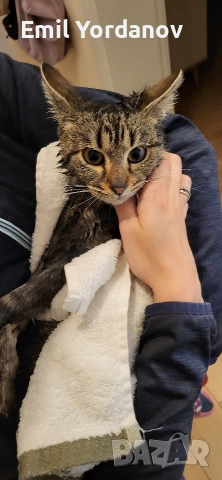 СПЕШНО! Мъжко котенце на около 5 месеца, снимка 2 - Други - 52695271