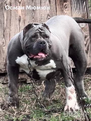 American bully XL / Американско були ХЛ