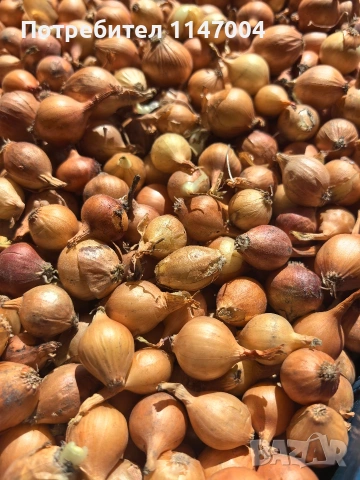 Холандски жълт арпаджик