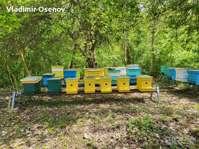 Продавам пчелни семейства , снимка 1 - Други животни - 46261998