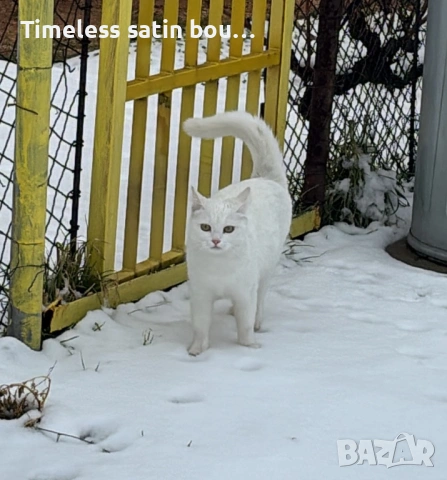 Подарявам женско коте 