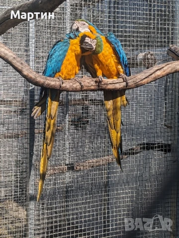 Двойка синьо жълта ара, снимка 4 - Папагали - 50654599