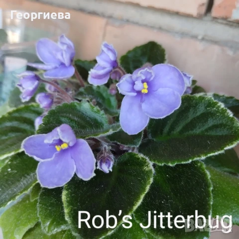 Сентполия, теменужка , снимка 2 - Стайни растения - 43526396