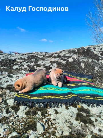 Продавам кученца Шиба Ину, снимка 9 - Шиба ину - 53659658