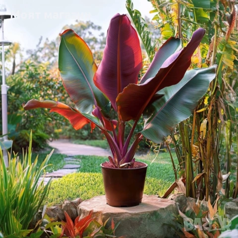 Червен Банан - Декоративен