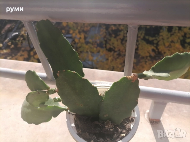 Розов    и бял епифилум, снимка 3 - Стайни растения - 43055914