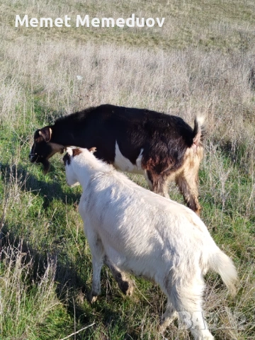 Продавам две ярета и една коза , снимка 9 - Кози - 53082435