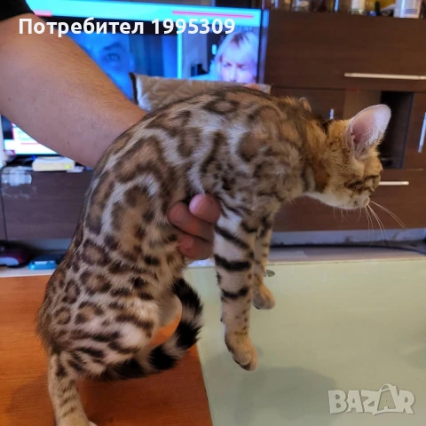 Бенгалски котета, снимка 8 - Други - 50151079