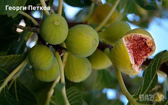 Смокини с височина 25 - 30см., снимка 7 - Градински цветя и растения - 54262046