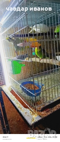 какарики и вълнисти папагали , снимка 8 - Папагали - 53526178