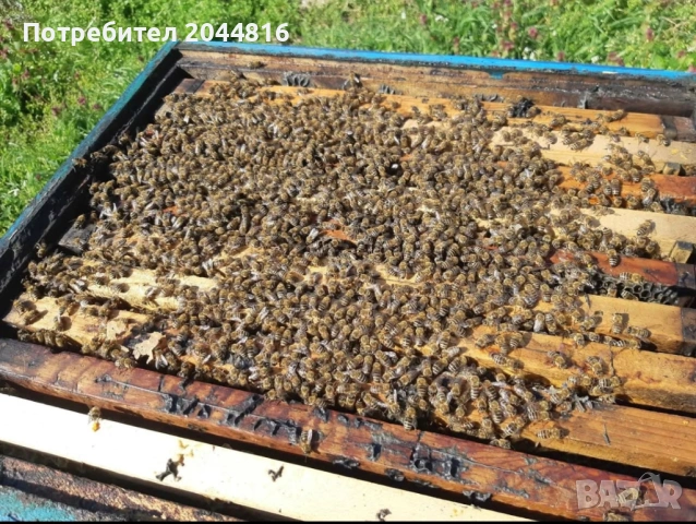 Презимували пчелни семейства, снимка 5 - Други животни - 54068253