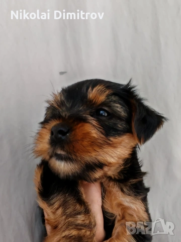 продавам йоркита, снимка 4 - Йоркширски териер - 53816766