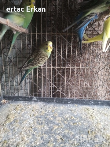 вълнисти папагали , снимка 2 - Папагали - 54085802