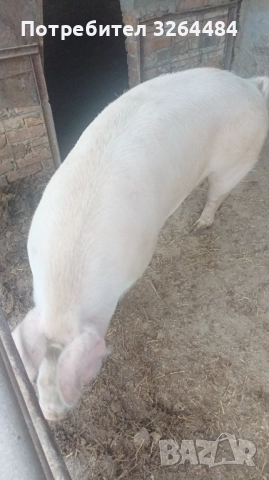 Продавам прасе, снимка 2 - Прасета - 52509264