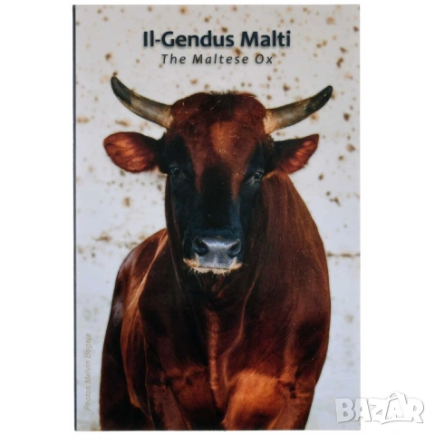 Малта 2 евро 2025 Местни малтийски видове - малтийски вол, снимка 3 - Нумизматика и бонистика - 53948221