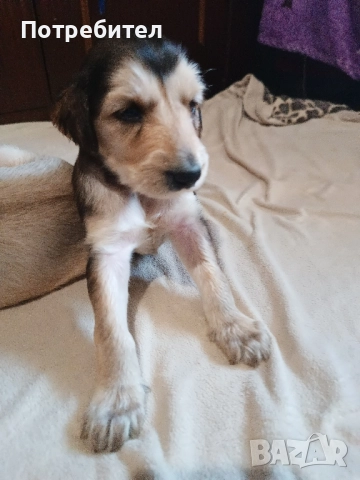 Афганска хрътка, снимка 9 - Хрътка - 51161887