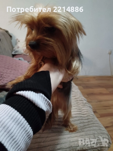 Мини йоркширски териери , снимка 11 - Йоркширски териер - 37413803