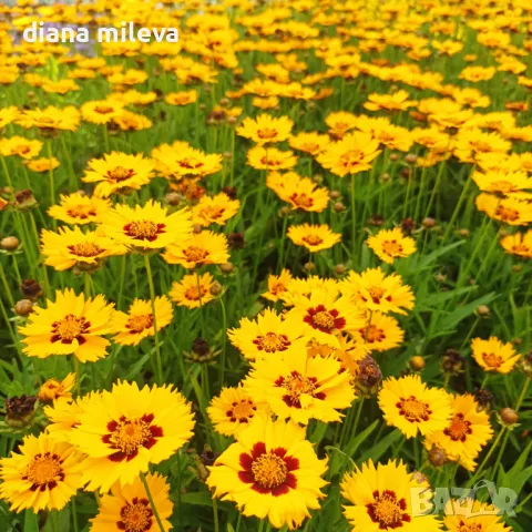 Кореопсис, Coreopsis Grandiflora 'Early Sunrise', снимка 4 - Градински цветя и растения - 39506437