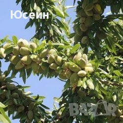 Фиданки от бадем, снимка 3 - Разсади - 52678260