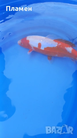 Японски шаран KOИ, снимка 9 - Рибки - 49475855