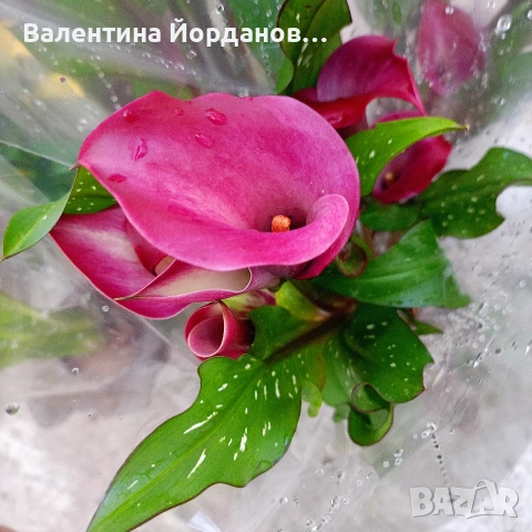 кала три цвята , снимка 7 - Градински цветя и растения - 54250719