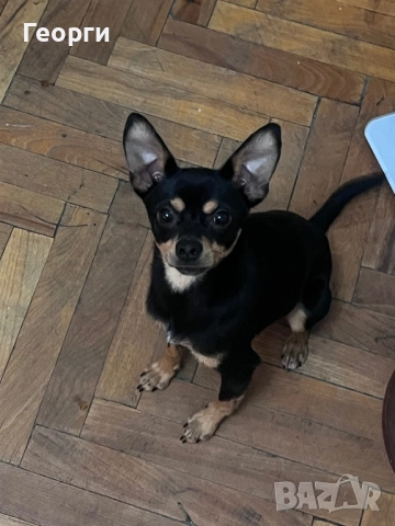 Продавам пинчер чихуахуа