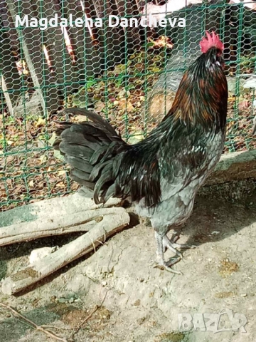 Продавам Петли Маран, снимка 5 - Кокошки и пуйки - 52322164