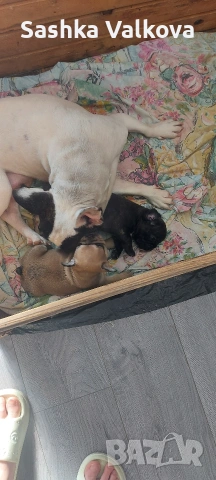 Френски булдочета за продан!, снимка 8 - Френски булдог - 53263899