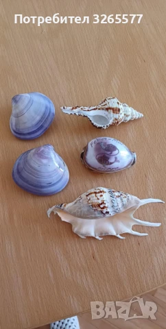 Миди, охлюви, снимка 2 - Други - 51085837