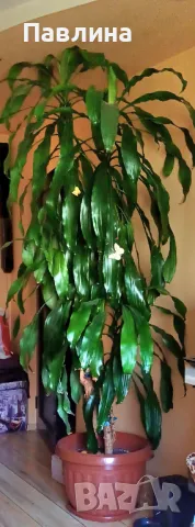 Юка, снимка 3 - Стайни растения - 50121839