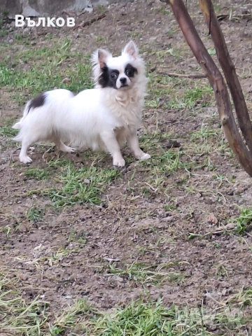 Чихуахуа Бяло със синьо