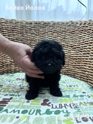 Мини, мини пуделче