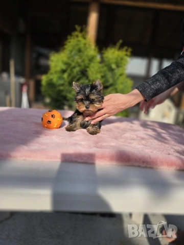 Мини Йоркширски териер момиче
