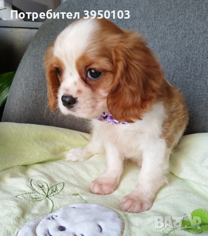 Кавалер Кинг Чарлз шпаньол момиченца, снимка 6 - Кавалер кинг чарлз шпаньол - 53535164